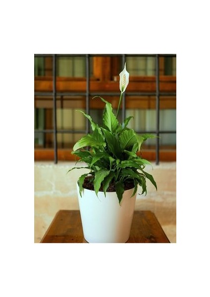 Spathiphyllum - Barış Çiçeği 50 - 60 cm Küçük Canlı Ev Bitkisi Ofis Bitkisi Salon Bitkisi Iç Mekan indirimleri