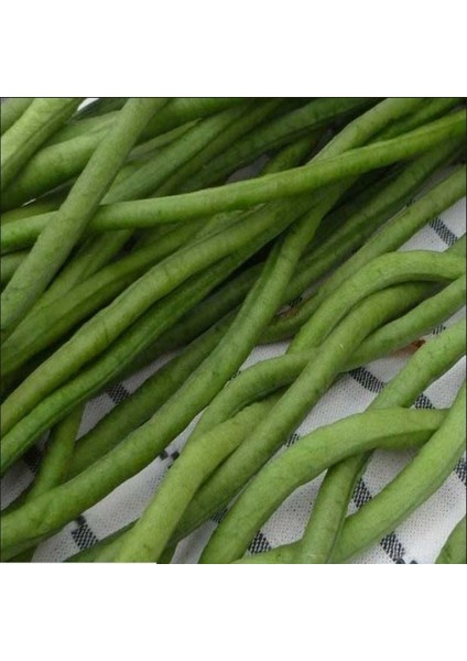 Ata Tohum Oturak Börülce Tohumu (20 Tohum)