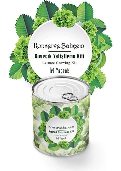 KRG02 Konserve Evde Konservede Iri Yapraklı Kıvırcık Yetiştirme Kiti (Mulvix)