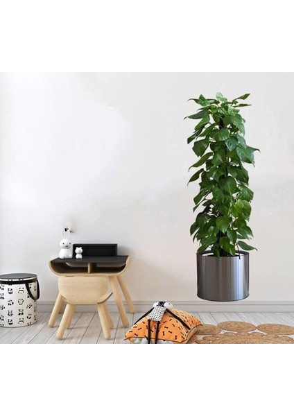 Mulvxurg URG02 Saksılı Bitki Tasarımlı Yapışkanlı Sticker Resim 90*30 MC-665 (Mulvix)