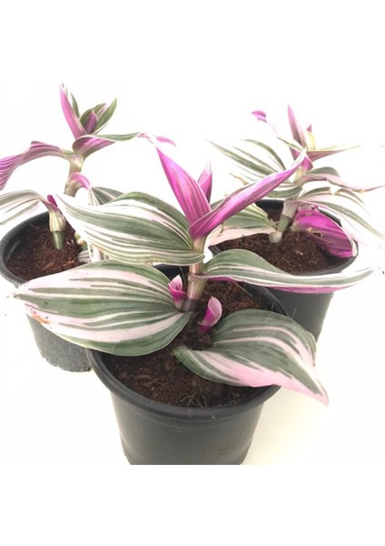 Telgraf Çiçeği Pembe Yeşil Beyaz Saksılı 10-20 cm