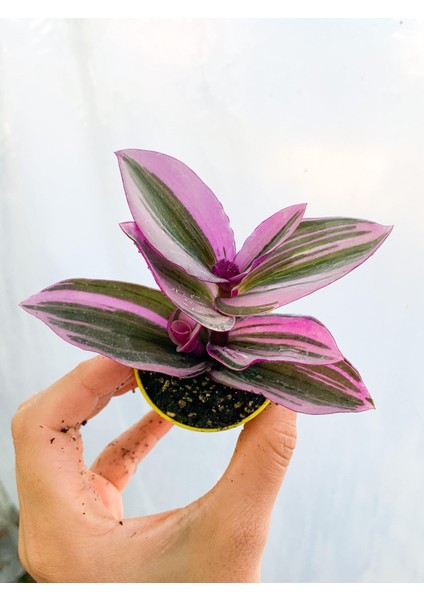 Telgraf Çiçeği Pembe Yeşil Beyaz Saksılı 10-20 cm modelleri