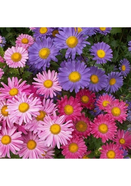 Aster Çiçeği Tohumu 50 Adet