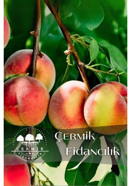Tüplü Yarma Şeftali Fidanı 3 Yaş