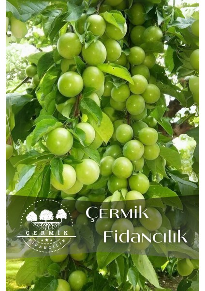 Tüplü Yeşil Erik Fidanı 3 Yaş