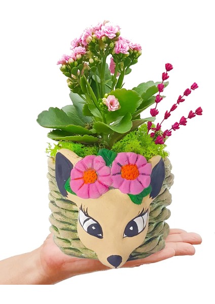 Ceylan Saksıda Kalanchoe Iç Mekan Hediyelik Bitki modelleri