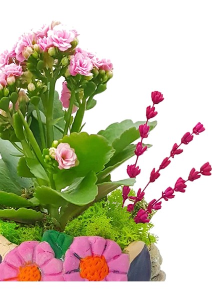 Ceylan Saksıda Kalanchoe Iç Mekan Hediyelik Bitki fiyatları