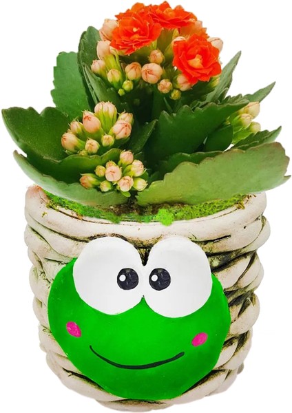 Kurbağa Saksıda Kalanchoe Iç Mekan Hediyelik Bitki