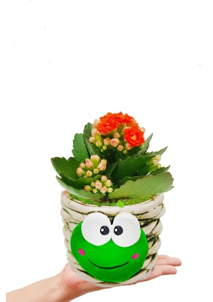 Kurbağa Saksıda Kalanchoe Iç Mekan Hediyelik Bitki
