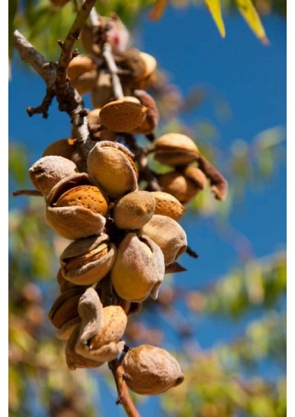 Tüplü Ferragnes - Ferraduel Badem Fidanı fiyatları