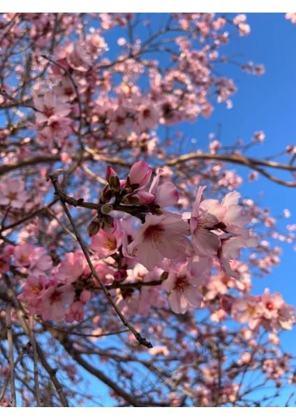 Tüplü Ferragnes - Ferraduel Badem Fidanı modelleri