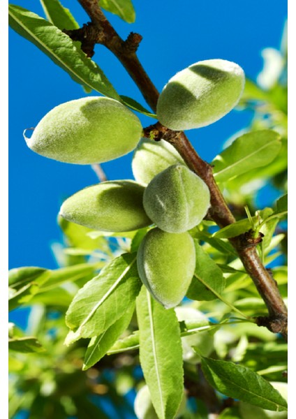 Tüplü Ferragnes - Ferraduel Badem Fidanı fırsatları