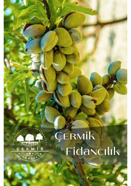 Tüplü Ferragnes - Ferraduel Badem Fidanı