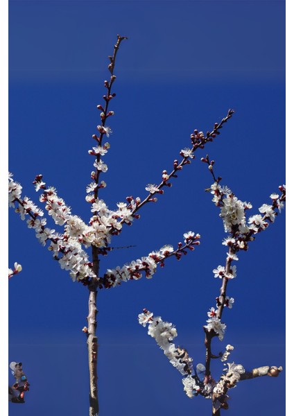 Tüplü Iri Malatya Kayısı Fidanı fiyatları