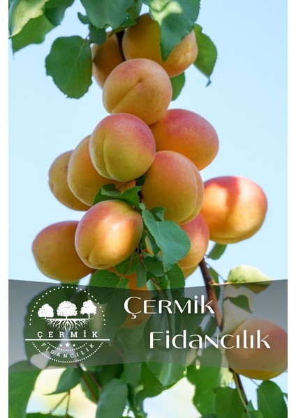 Tüplü Iri Malatya Kayısı Fidanı