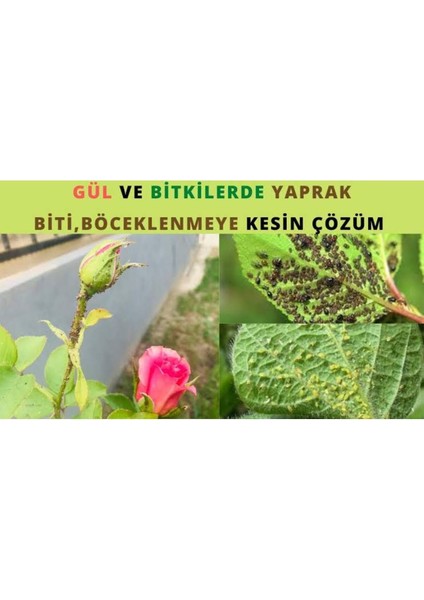 Yaprak Bitleri Ilacı