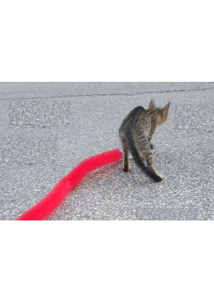 Kedi Tırmalama Fırçası - Kedi Oyuncağı