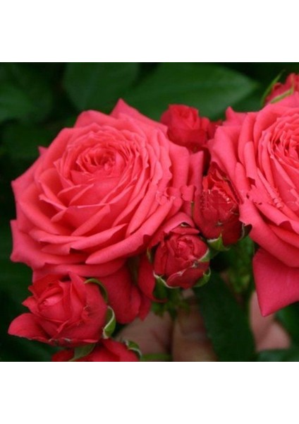 Tüplü Multi Goncalı Yediveren Florence Çok Goncalı Gül Fidanı