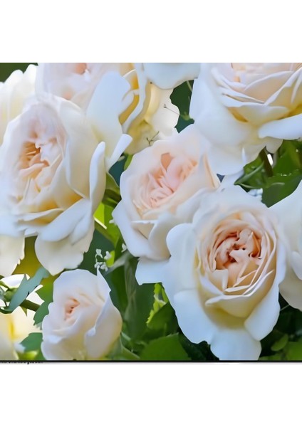 Tüplü Cream Fc Multin Goncallı Beyaz Yediveren Soğuklara Dayanıklı Gül Fidanı