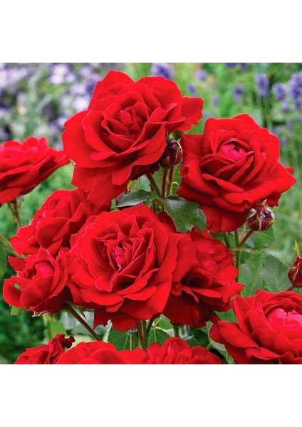 Tüplü Soğuklara Dayanıklı Kırmızı Jugendliebe Kokulu Yediveren Gül Fidanı