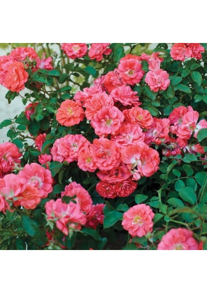 Tüplü Yediveren Çok Goncalı Soğuklara Dayanıklı Macarena Gül Fidanı Yer Örtücü