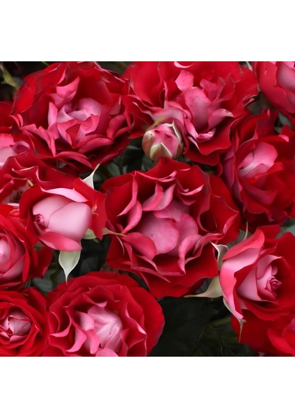 Tüplü Çok Goncalı Özel Rose Der Einheit Yediveren Gül Fidanı