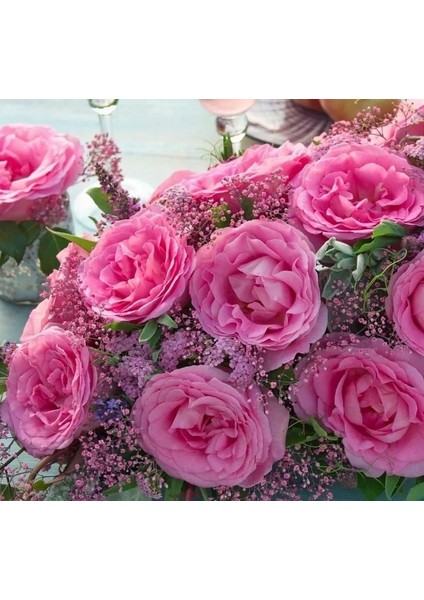 Tüplü Yediveren Beverly Yoğun Kokulu Gül Fidanı