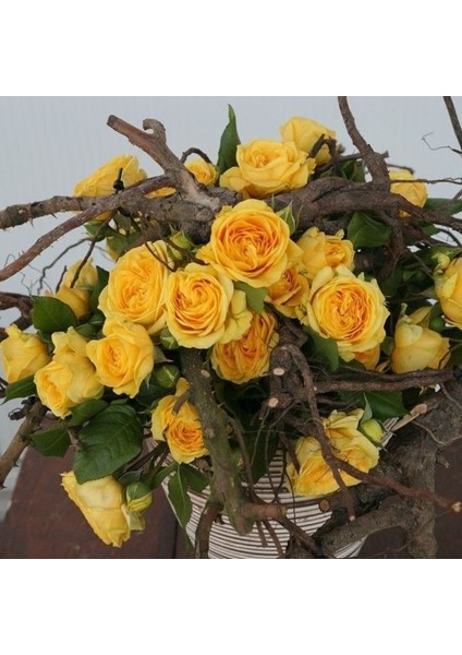 Tüplü Aşılı Yediveren Katmerli Koyu Sarı Lemon Pompon Gül Fidanı