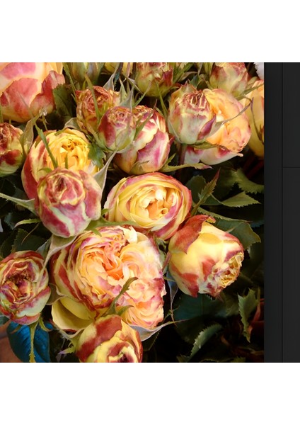 Tüplü Çok Goncalı Vulcanica Yediveren Gül Fidanı