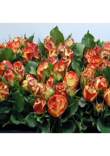 Tüplü Çok Goncalı Vulcanica Yediveren Gül Fidanı fiyatları