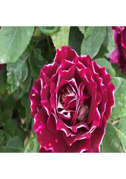 Tüplü Kokulu Clove Rose Karanfil Yediveren Sarmaşık Gül Fidanı (130-160 Cm)