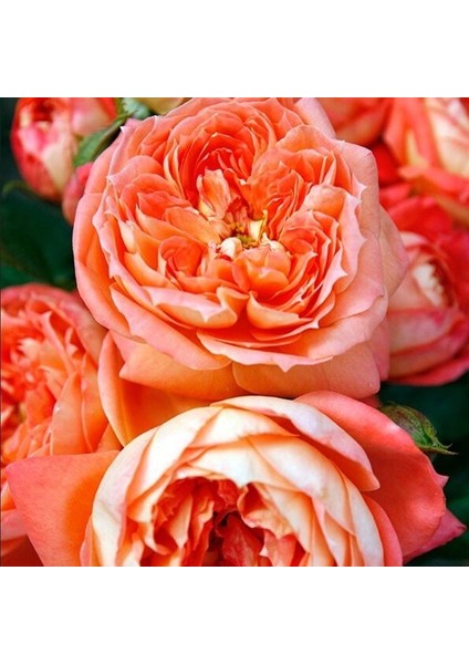 Tüplü Kordes Kokulu Yediveren Koyu Turuncu Queen Of Hearts Gül Fidanı