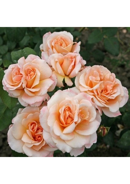 Tüplü Yediveren Oh Happy Day Kokulu Gül Fidanı