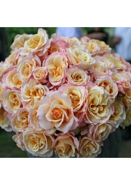 Tüplü Yediveren Oh Happy Day Kokulu Gül Fidanı fiyatları