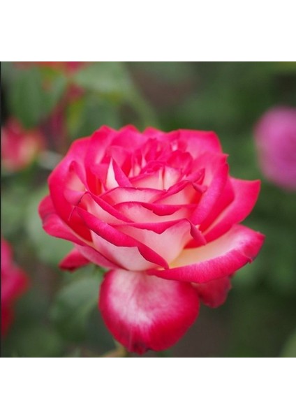 Tüplü Soğuklara Dayanıklı Neue Revue Yediveren Yoğun Kokulu Gül Fidanı