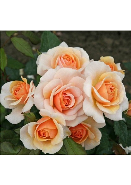 Tüplü Kordes Rosen Kokulu Sweet Honey Gül Fidanı