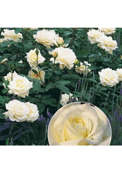 Tüplü Soğuklara Dayanıklı Yediveren Memoire Kokulu Gül Fidanı