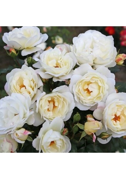 Tüplü Koleksiyonluk Kokulu Weisse Wolke Yediveren Gül Fidanı