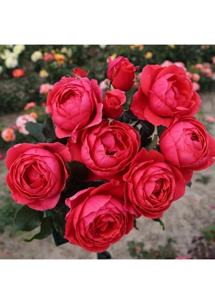 Tüplü Gartenprinzessin Marie Jose Yediveren Yoğun Kokulu Parfüm Gül Fidanı