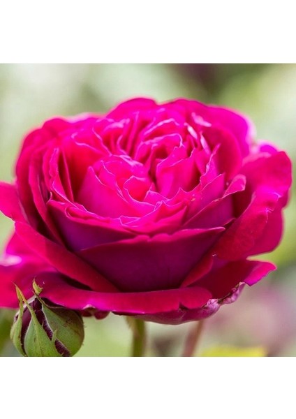 Tüplü Bright Pink Yediveren Yoğun Kokulu Gül Fidanı