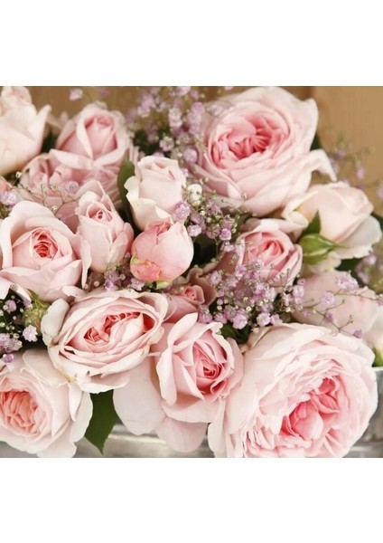 Tüplü Koleksiyonluk Hyrid Tea Katmerli Marchenzauber Yediveren Gül Fidanı