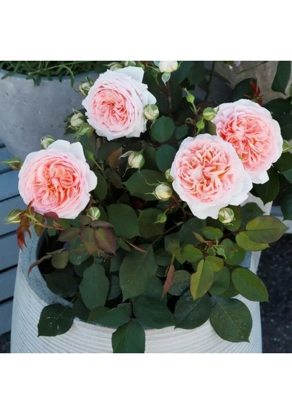 Tüplü Koleksiyonluk Hyrid Tea Katmerli Marchenzauber Yediveren Gül Fidanı fiyatları