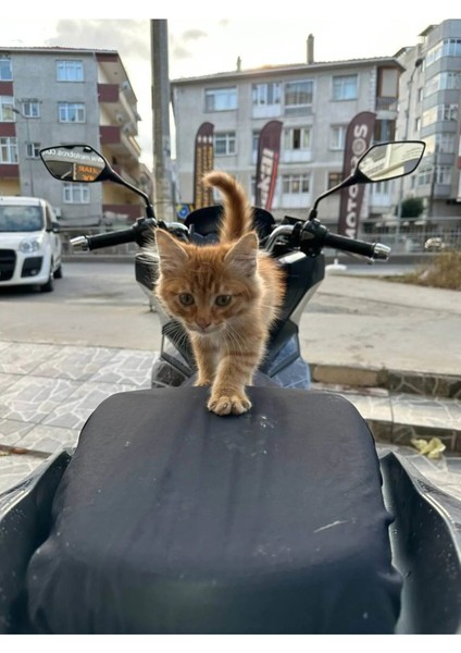 Sym Joymax Motosiklet Siyah Su Geçirmez Sele Kılıfı Örtüsü