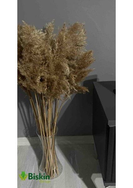 Pampas Natural Dekorasyon Süs Çiçeği 35