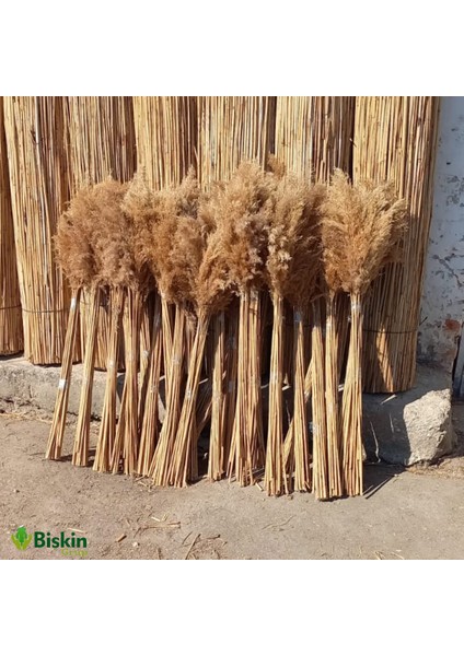 Pampas Natural Dekorasyon Süs Çiçeği 40