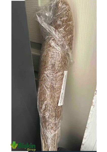 Pampas Natural Dekorasyon Süs Çiçeği 40