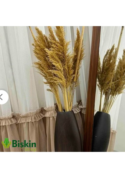 Pampas Natural Dekorasyon Süs Çiçeği 40