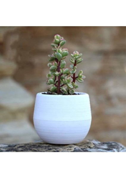 Elvan Kaktüs Saksı 0,13 Litre Sukulent Saksısı Beyaz