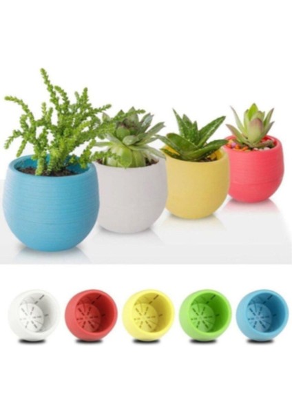 Elvan Kaktüs Saksı 0,13 Litre Sukulent Saksısı Beyaz modelleri