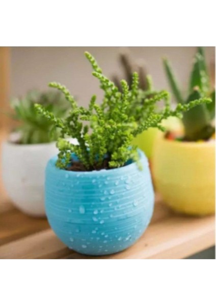 Elvan Kaktüs Saksı 0,13 Litre Sukulent Saksısı Beyaz indirimleri